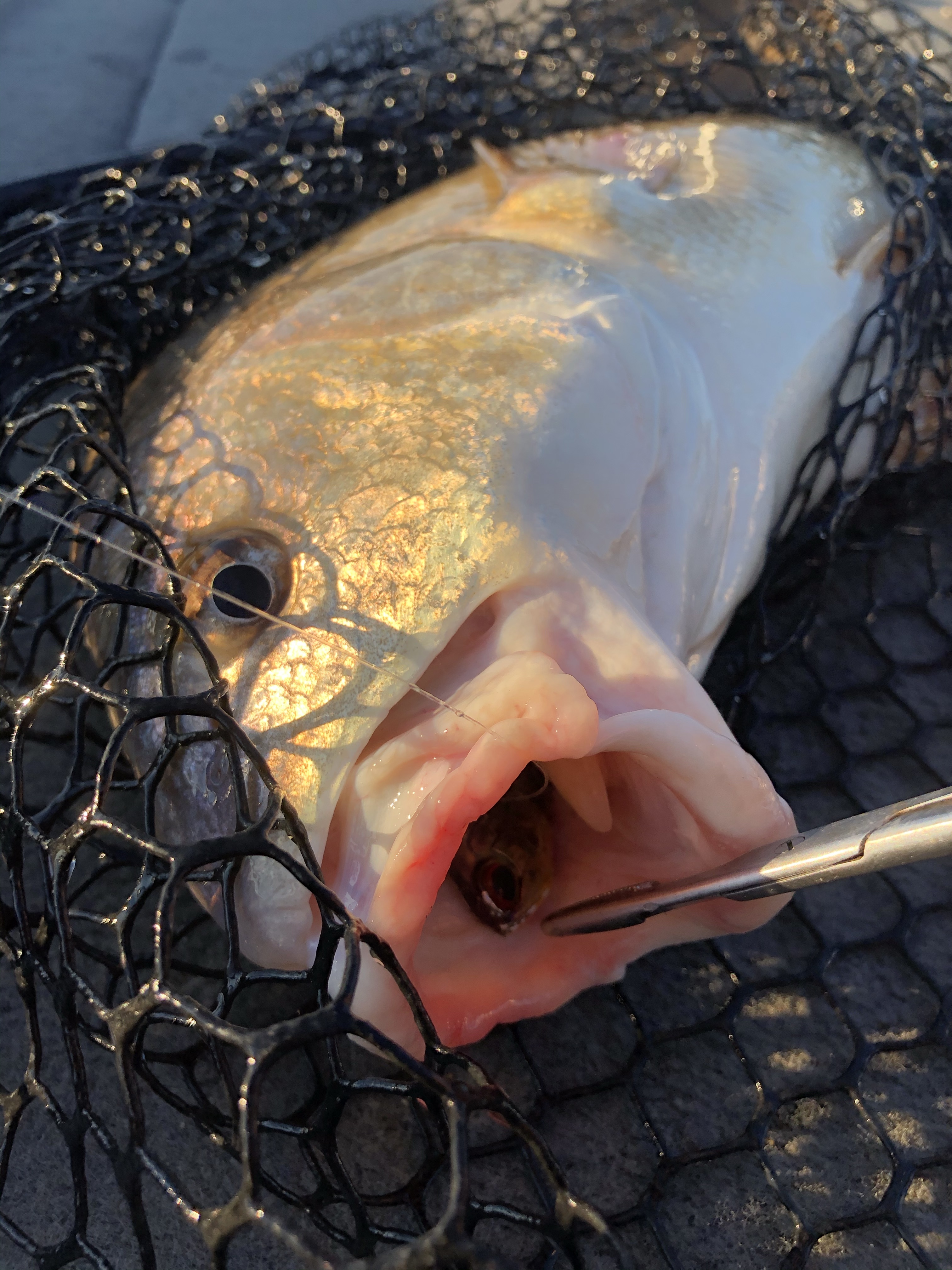 Freshwater Drum Completely Chokes Duo Realis Lipless