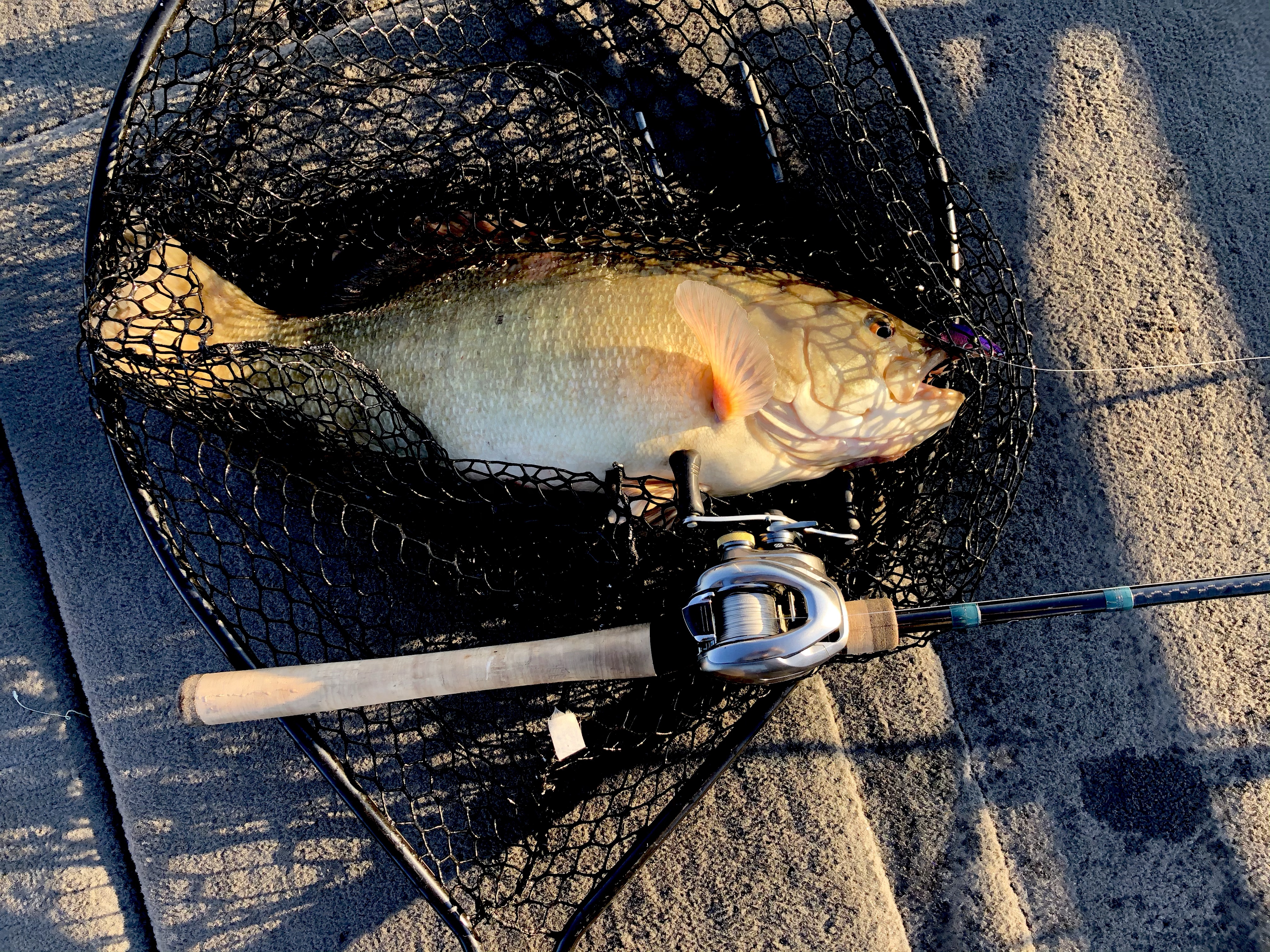 5lb Smallmouth on A Duo Realis Lipless with Shimano Metanium DC and G. Loomis Conquest