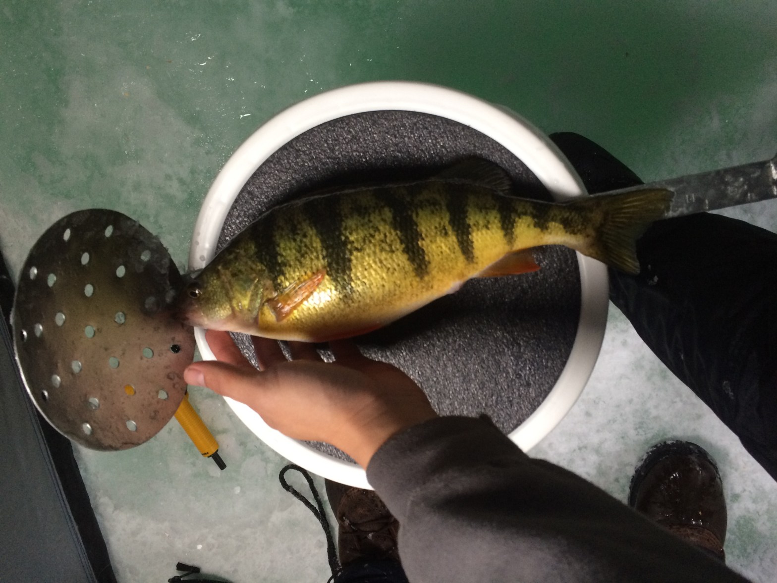 Measuring a Lake Simcoe Jumbo Perch