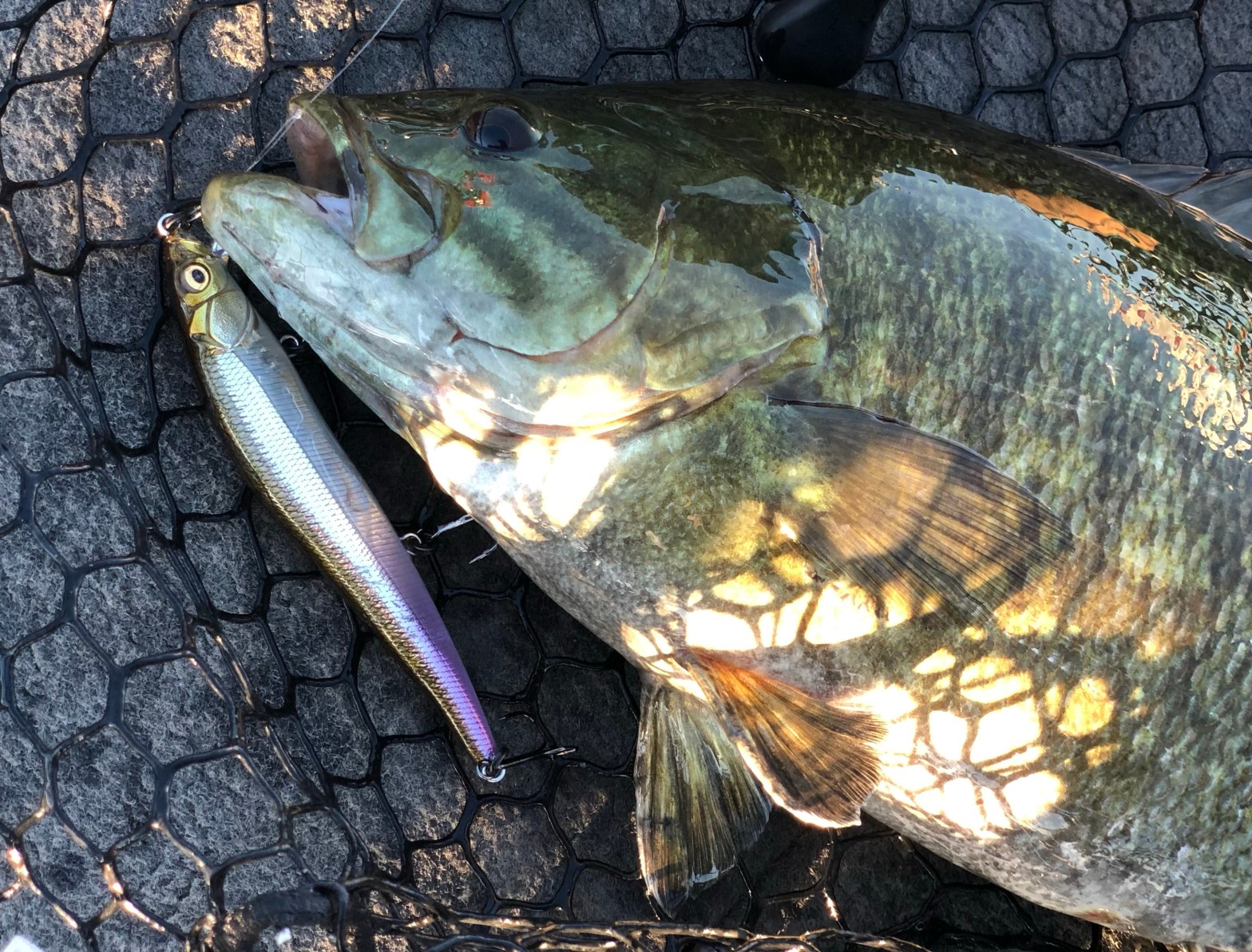 Lake Erie Smallmouth Bass Caught on a Megabass Vision 110 Jerkbait