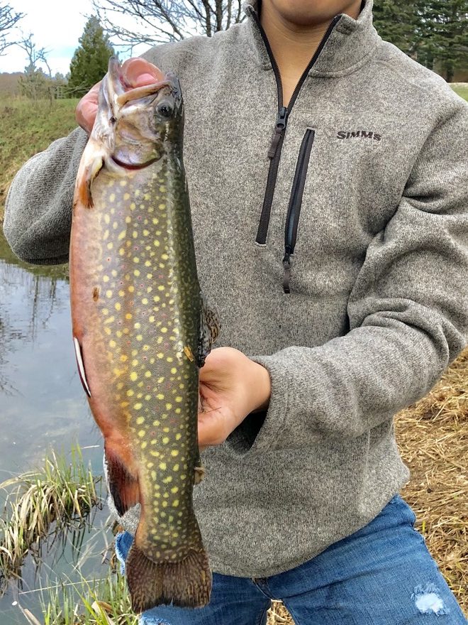 Ontario Brook Trout