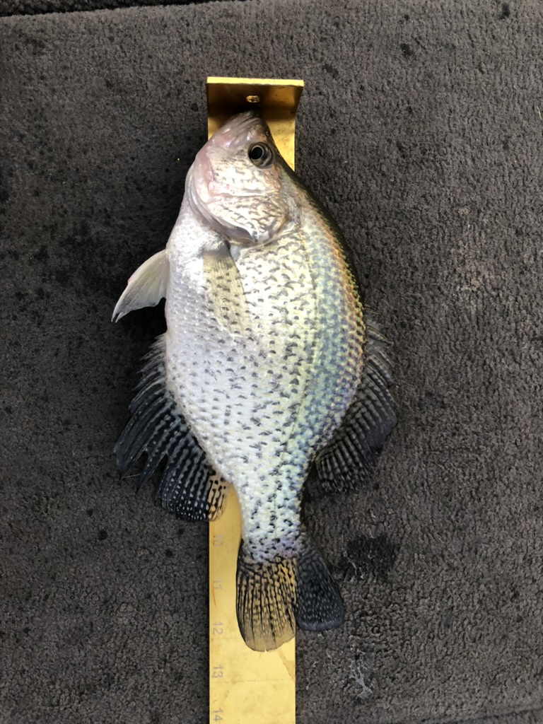 Ontario Crappie